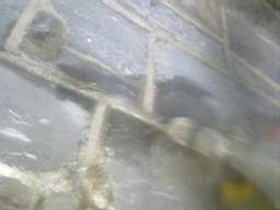 millstreet 11130.jpg